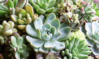 莲花多肉怎么养护 莲花多肉的养殖方法和注意事项