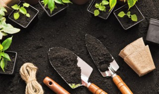 青蛙藤怎么养 常青藤怎么养