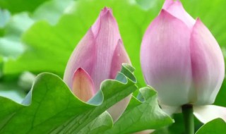 荷花竹水培怎么养 荷花竹土培怎么养