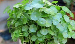 铜钱草怎么养水培茂盛（铜钱草怎么水培）