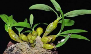 铁皮兰怎么养（铁皮兰花怎么养）