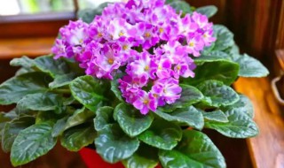 紫罗兰盆栽怎么养 紫罗兰盆栽怎样种植
