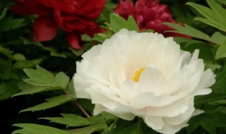 怎么养牡丹花 如何养牡丹花介绍一下