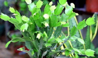 蟹澡兰怎么养（夏季蟹脚兰怎么养）