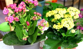 刚买的长寿花怎么养护（刚买来的长寿花怎么养护）