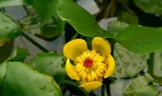 水芙蓉怎么养才好(水芙蓉怎么养?)