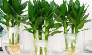 怎么水养富贵竹 怎么水养富贵竹才能长得好