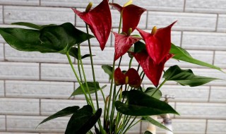 水培红掌怎么养 水培红掌怎么养花开的更红