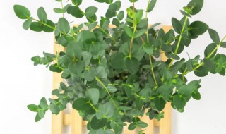 尤加利树怎么养（尤加利叶树怎么养）