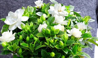 栀子花如何修剪枝叶（栀子花如何修剪枝叶,什么时候修剪最好）