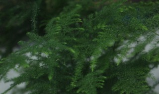 文竹秋天怎么养（文竹秋天怎么养才能更旺盛）