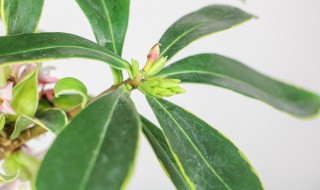 金边瑞香秋天怎么养(金边瑞香秋天的养殖方法和注意事项)