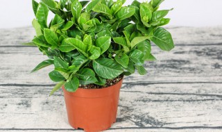 栀子花花期怎么养护 栀子花花期如何养护