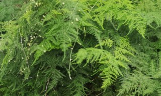 文竹水养怎么养(水养文竹怎样养)