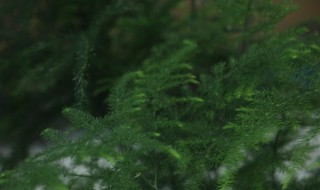 水培文竹怎么养 水培文竹的养殖方法