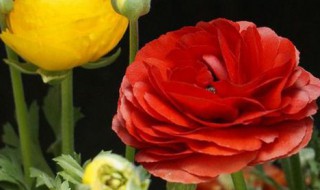 洋牡丹怎么水养（洋牡丹水养可以养多久）