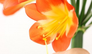 君子兰怎么养开花快（君子兰怎样养开花快）