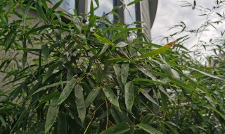 养的水竹怎么叶子黄了(水养的竹子叶子黄了怎么办)