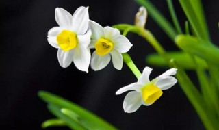水仙花怎么养殖(水仙花怎么养殖方法图片大全)