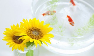 鱼缸怎么养水草 鱼缸怎样养水草