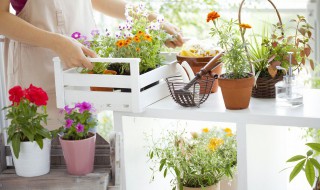 桃树苗什么时候剪枝 新栽的桃树苗什么时候修剪