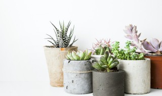 元宝多肉怎么养 元宝多肉怎么养胖