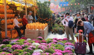 家养迎春花怎么修剪 迎春花的养护与修剪