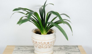 君子兰苗怎么养长的快 怎样养好君子兰小苗