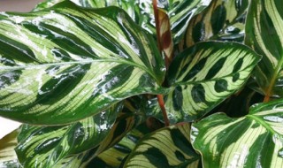 孔雀竹芋的叶子卷起来是怎么了(孔雀竹芋叶子卷曲是怎么回事)