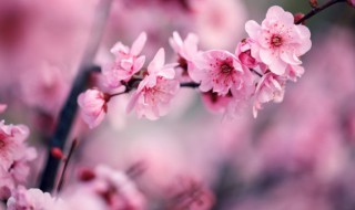 梅花树是什么时候发芽（梅花是什么时候发芽的）