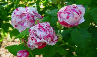 抓破美人脸月季怎么养 月季撕破美人脸图片