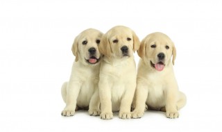 20天的狗狗怎么喂养（20天的狗狗怎么照顾）