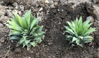 吃完的波萝顶花怎么养（菠萝花如何养护）