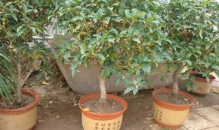 盆栽桂花什么时候剪枝 盆栽桂花什么时候剪枝,插枝