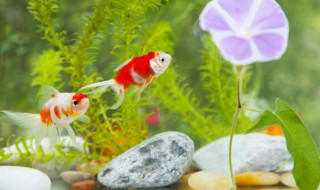 金鱼几天喂一次食物(金鱼一般几天喂一次食物)