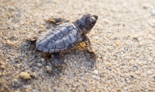 乌龟吃什么食物多久喂一次(宠物乌龟吃什么食物多久喂一次)