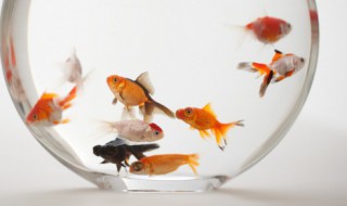 孔雀鱼一类的小鱼要多久喂一次呢（孔雀小鱼多长时间喂一次）