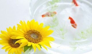 热带鱼多久喂一次（斑马热带鱼多久喂一次）