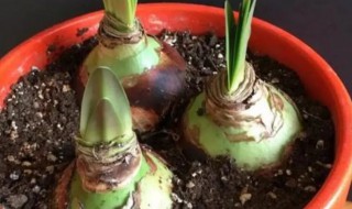 朱顶红休眠期的养护措施（朱顶红 休眠）