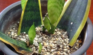 虎皮兰扦插总失败?试试水培 虎皮兰扦插成功后如何移栽