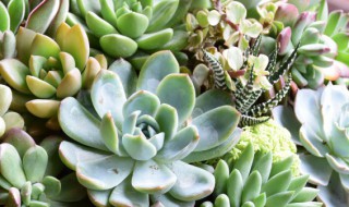 小红心植物怎么养(红心盆栽怎么养)