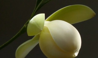 明开夜合花怎么养 明开夜合植物花图片