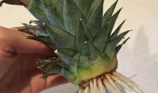 菠萝樱怎么用水养(樱花水养怎样养)