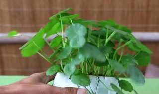 水培铜钱草怎么养 水培铜钱草怎么养才茂盛