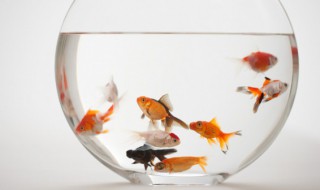 大眼睛金鱼怎么养 大眼睛金鱼怎么养活