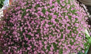 鲜花满天星怎么养（鲜花满天星怎么养才不会枯萎）