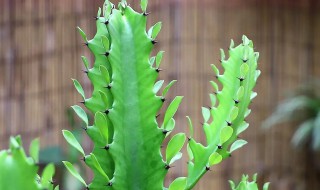 龙骨怎么养才长得好（龙骨怎么养长的好）