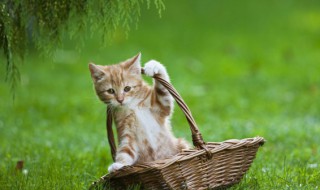 不到一个月的猫怎么养 一个月不到的猫如何养