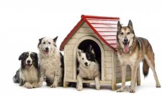 养的狗不想养了怎么办 养的狗不想养了怎么办?