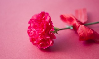 康乃馨水培怎么养(康乃馨水培可以养多久)